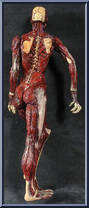Julia from Hellraiser - Series 2 manufactured by Neca [Loose]
